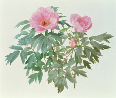  av Raymond Booth