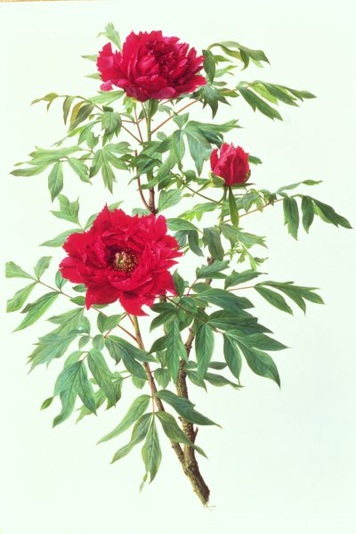  av Raymond Booth