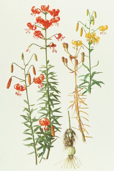 av Raymond Booth