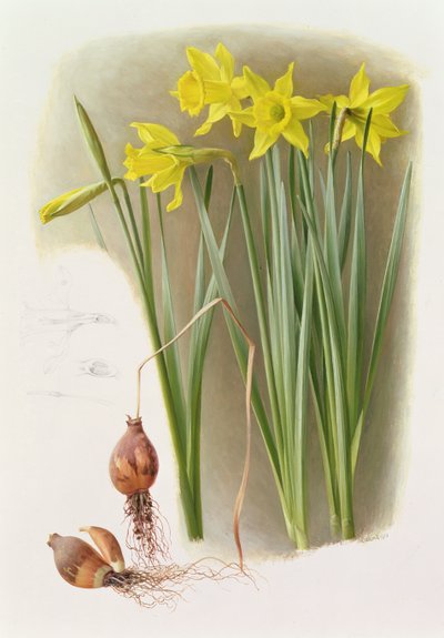  av Raymond Booth