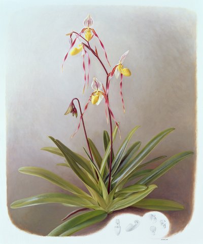  av Raymond Booth