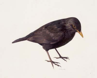  av Raymond Booth
