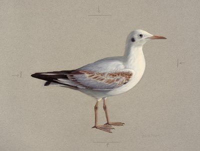  av Raymond Booth