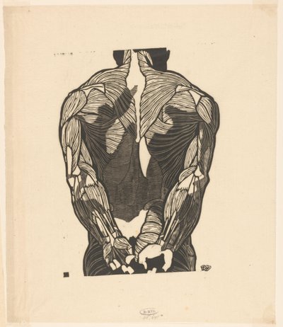Anatomisk studie av en manns ryggmuskler av Reijer Stolk