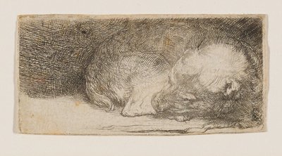 Sovende valp av Rembrandt van Rijn