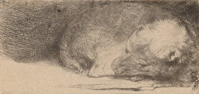 Sovende valp, ca. 1640. av Rembrandt van Rijn