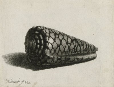 Skjellet (Conus marmoreus), 1650 av Rembrandt van Rijn