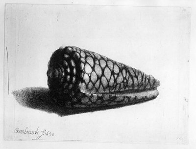Skjellet (Conus marmoreus) 1650 av Rembrandt van Rijn