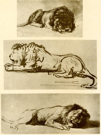 Tre løvestudier av Rembrandt van Rijn