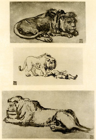 Tre løvestudier av Rembrandt van Rijn