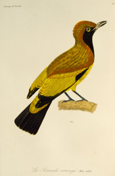 Voksen hann av Masked Bowerbird (Sericulus aureus), gravering fra Natural History of Birds of Paradise og Epimagues av René Primevère Lesson