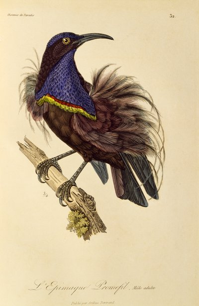 Voksen hann av Paradise Riflebird (Ptiloris paradiseus), gravering fra Natural History of Birds of Paradise og Epimagues av René Primevère Lesson