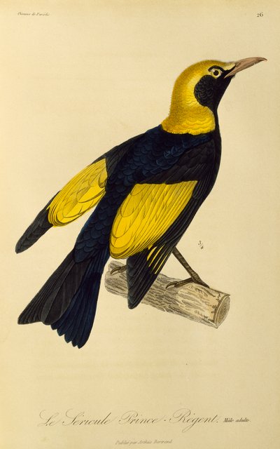 Voksen hann av Regent Bowerbird (Sericulus chrysocephalus), gravering fra Natural History of Birds of Paradise og Epimagues av René Primevère Lesson