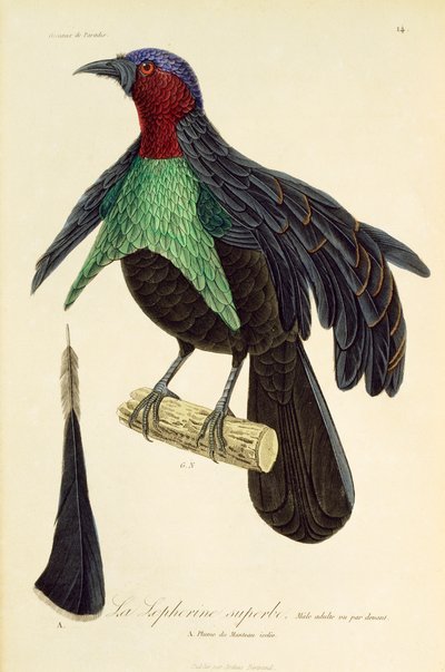 Voksen hann av Superb Bird-of-Paradise (Lophorina superba), gravering fra Natural History of Birds of Paradise og Epimagues av René Primevère Lesson
