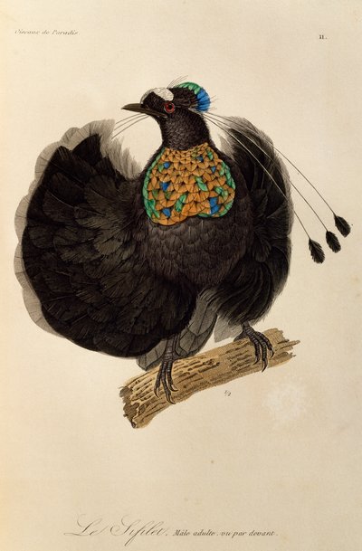 Voksen hann av Western Parotia (Parotia sefilata), gravering fra Natural History of Birds of Paradise og Epimagues av René Primevère Lesson