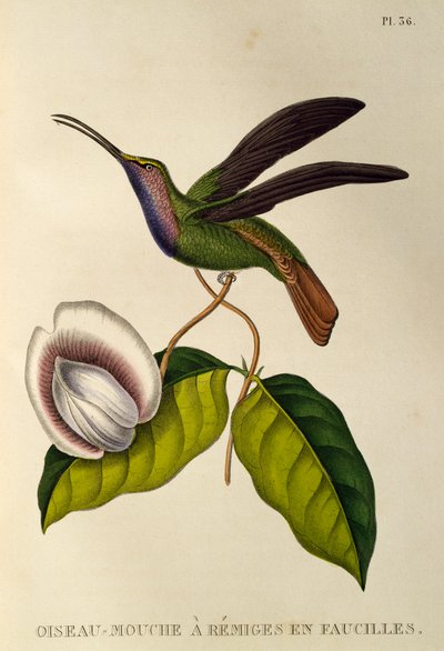 Lazulin Sabrewing (Campylopterus falcatus), gravering fra trochilidene eller kolibrier og kolibrier av René Primevère Lesson