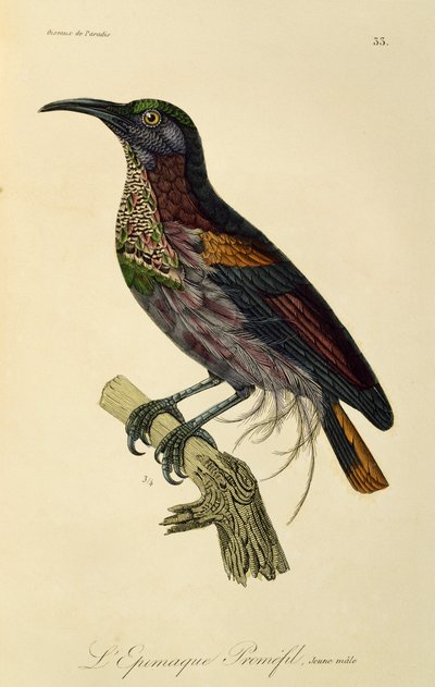 Paradise Riflebird ung hann (Ptiloris paradiseus), gravering fra Natural History of Birds of Paradise og Epimagues av René Primevère Lesson