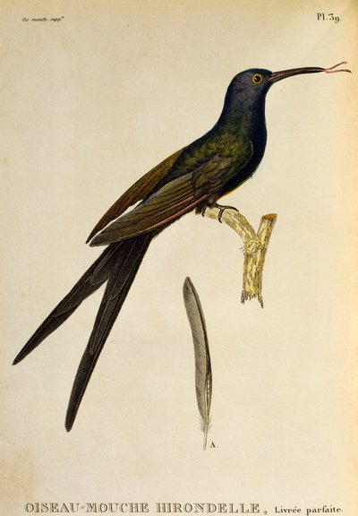 Svalehalekolibri (Eupetomena macroura), gravering fra Les trochilidees ou les colibris et les oiseaux-mouches av René Primevère Lesson