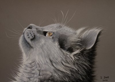 Katteøyeblikk av Renate Dohr