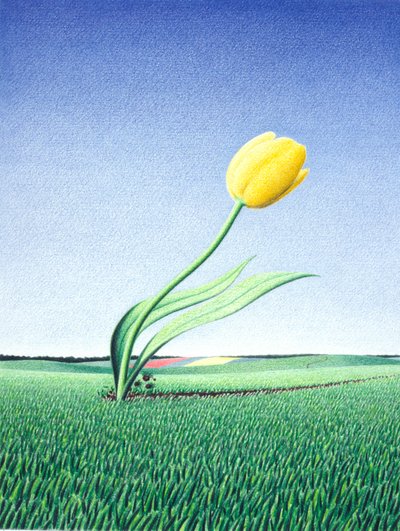 Rask Tulipan av Rene Boin