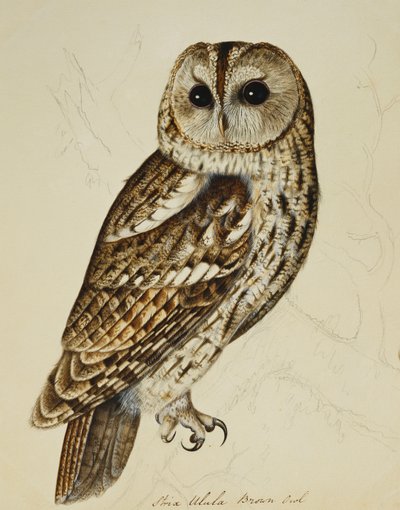 Brun ugle (Strix Ulula) av Rev. C. Atkinson