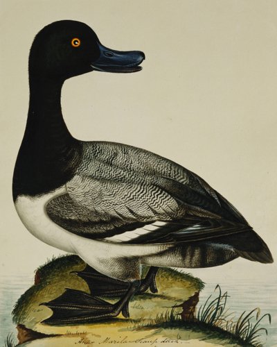 Scaup Duck av Rev. C. Atkinson