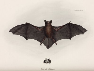 Flaggermus, Sør-Amerika, ca 1832-1836 av John Pardon