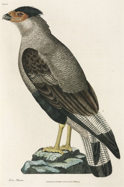 Crested Caracara av John Pardon