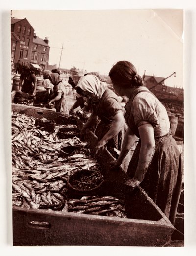 Fiske, Fisherfolk Kvinner som sorterer fisk, Whitby Harbour, North Yorkshire, ca 1905 av John Pardon
