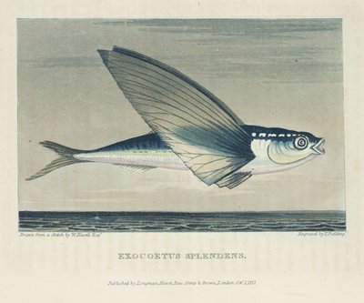 Flyvende fisk av John Pardon