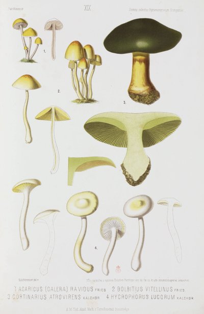 Fire typer sopp, ca 1874 av John Pardon