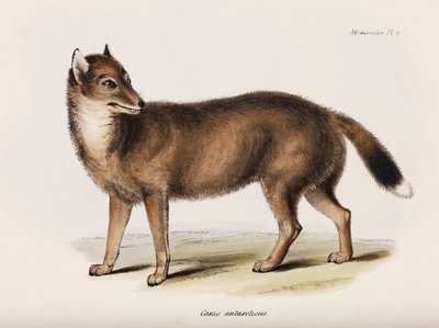 Fox, Falklandsøyene, ca 1832-1836 av John Pardon