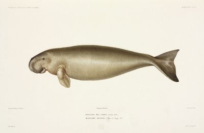 Halicore dugong av John Pardon