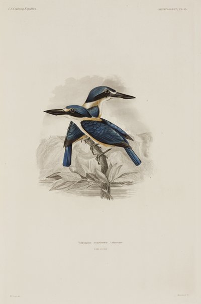 Kingfishers, Samoa av John Pardon