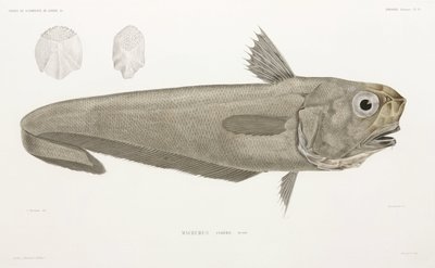 Kniv fisk av John Pardon