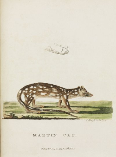 'Martin Cat', Australia, ca 1788 av John Pardon