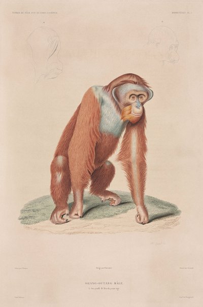 Orang-utanger, Indonesia av John Pardon