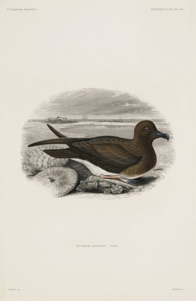 Petrel av John Pardon