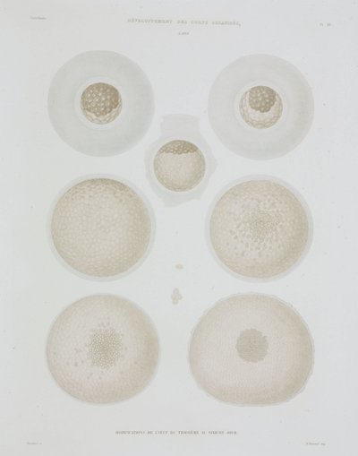 Kanin egg, c 1847-1859 av John Pardon