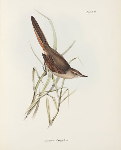 Spinetail, Sør-Amerika, ca 1832-1836 av John Pardon