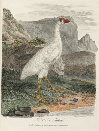 'The White Fulica' av John Pardon