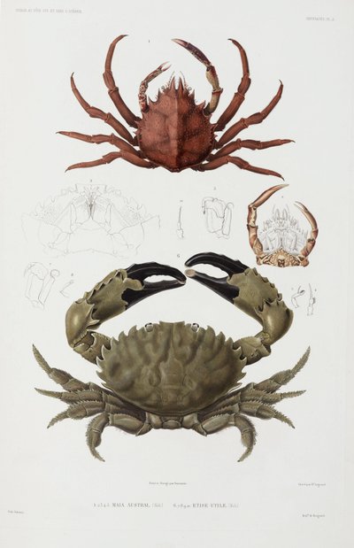 To krabber av John Pardon