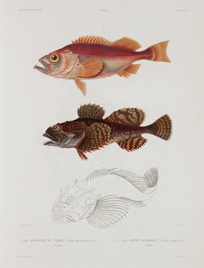 To typer fisk, Island, tidlig 1800-tall av John Pardon