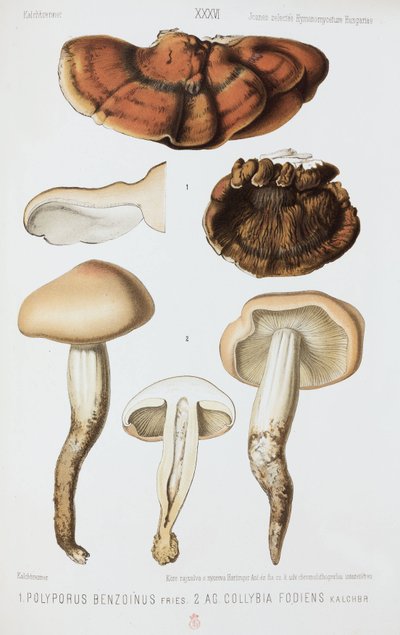 To typer sopp, ca 1874 av John Pardon