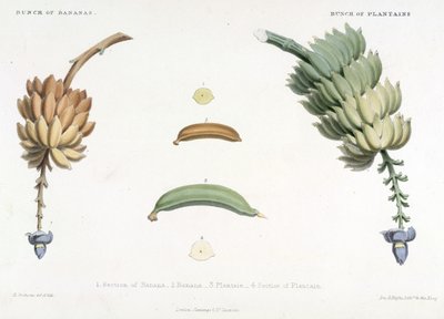 En haug med bananer og plantains, illustrasjon fra 