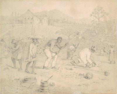 Planting av sukkerrør (Trinidad) av Richard Bridgens