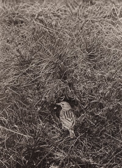 Meadow Pipit (s/hvitt bilde) av Richard and Cherry Kearton
