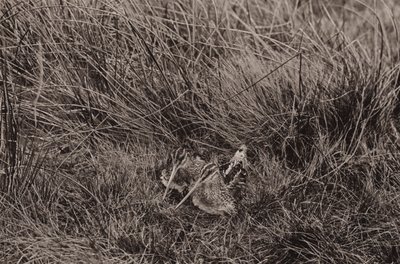 Snipes som dekker unge (s/hvitt bilde) av Richard and Cherry Kearton