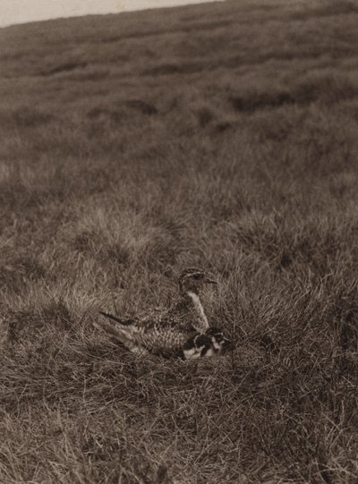 Gullhøne som dekker kyllinger (s/hvitt bilde) av Richard and Cherry Kearton
