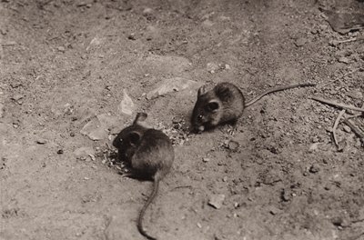 Mus til kveldsmat (s/hv-bilde) av Richard and Cherry Kearton